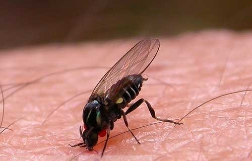 Земляная муха - борьба