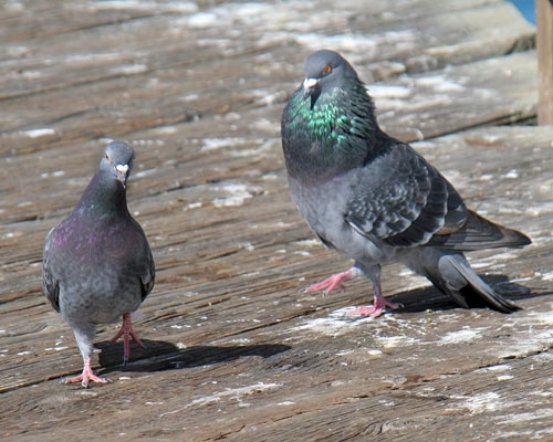 watermarked - rock-pigeon-mating-pair-1a