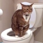 У кота кал с кровью — что это значит?