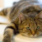 Как очистить плед от кошачьей шерсти?