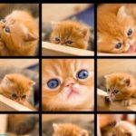Как вывести блох у кота?
