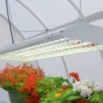 Подсветка рассады светодиодными лампами своими руками