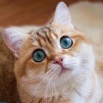 Как убрать запах мочи кота с пола?