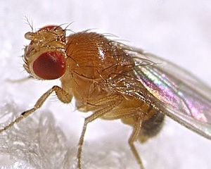 Земляная муха — борьба