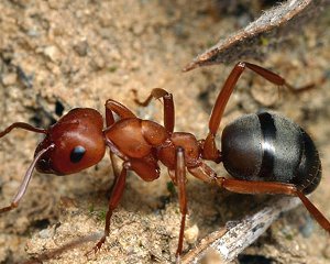 Как избавиться от муравьев в парнике?