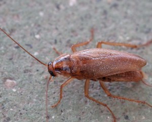 Как избавиться от тараканов в микроволновке?