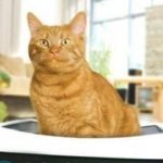Как вывести запах кошачьей мочи с линолеума?