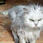 Чем помыть кота, если нет специального шампуня?