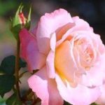 Как ухаживать за розами в горшке из магазина?