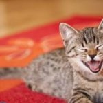 Как избавиться от запаха кошачьей мочи на ковре?
