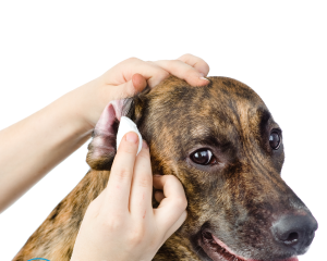 Как чистить уши собаке в домашних условиях?
