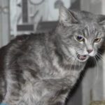 Кот дерет диван — что делать?