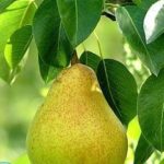 Груша слабит или крепит стул?