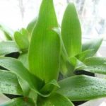 Золотой ус — как ухаживать?