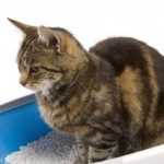 Как очистить кошачий лоток от мочевого камня?