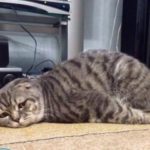 Как вывести запах кошачьей мочи из обуви?