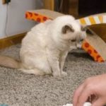Как вывести запах кошачьей мочи?