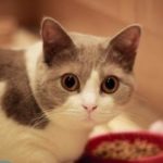 Как избавиться от шерсти кошки в квартире?