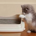 Как приучить кошку к лотку?