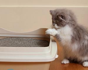 Чем мыть кошачий лоток чтобы не было запаха?