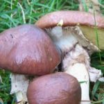 Чем отмыть руки после маслят?
