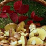 Как готовить маслята?