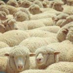 Можно ли стирать одеяло из овечьей шерсти в стиральной машине?