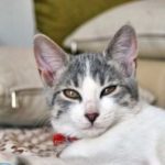 Как избавиться от запаха кошачьей мочи от обуви?