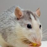 Средства от грызунов
