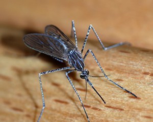 Натуральное средство от комаров