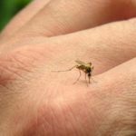 Народные средства от укусов комаров