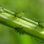 Как избавиться от тли на комнатных цветах