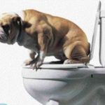 Как избавиться от запаха собачьей мочи?
